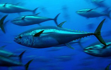 Most-expensive-fish-blue-fin-Tuna-Fish