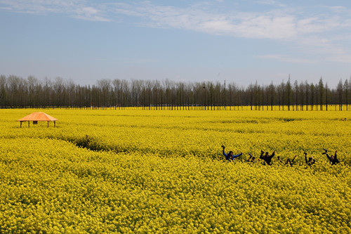 2015_04_09__9_11《菜花飘香》_副本