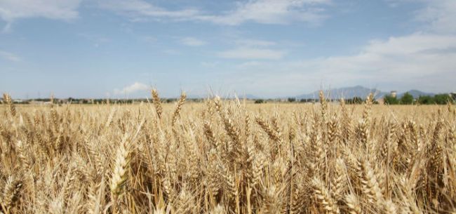 农作物手工制品图片_农作物收入保险(2)