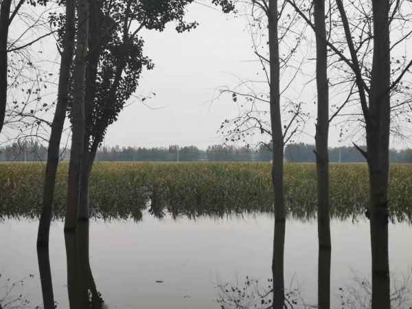 老张家的玉米地，水位已下去一些 记者高飞昌 摄