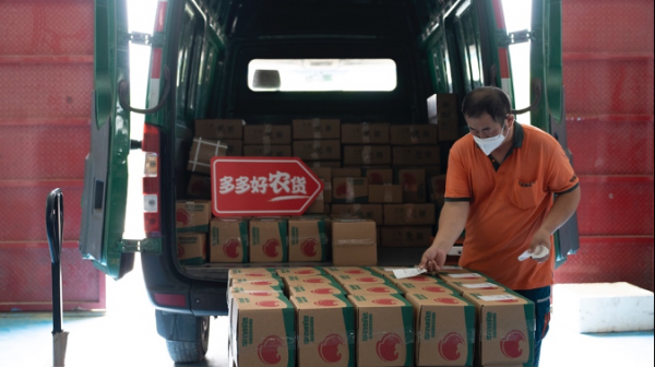 ▲郵政快遞每天都來收貨。目前合作社全年線上的銷量有1000多萬單，平均一天出單2000-3000箱。張慧明｜攝