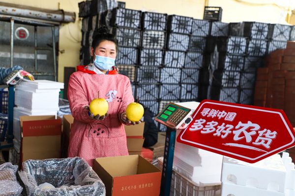 趙縣雪花梨通過新電商熱銷到全國各地，已成為當地農戶增收致富的“密碼”。沈曉凱 攝