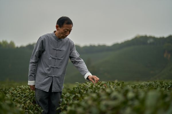 非遺傳承技藝大師樊生華正在茶園挑選茶葉 