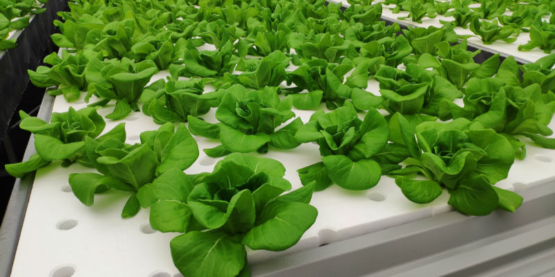 75元/斤的水培蔬菜?