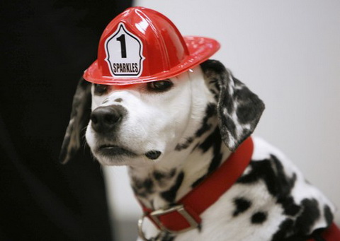 美国芝加哥,一直正在参加培训的消防犬