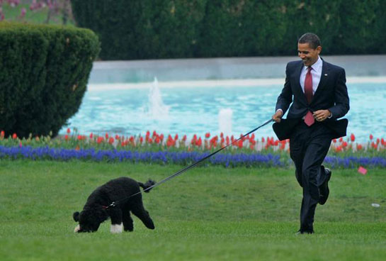 美国第一狗亮相